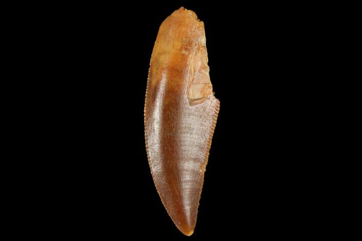 Serrated, Raptor Tooth - Real Dinosaur Tooth #173556